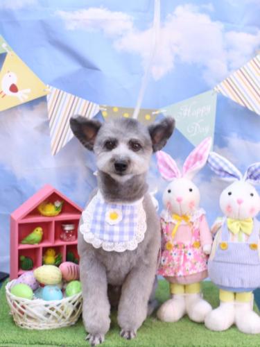 20240323シルヴァくん